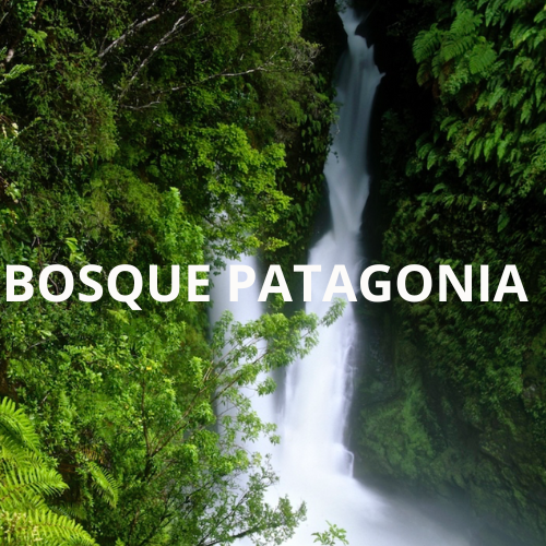 Bosque Patagonia